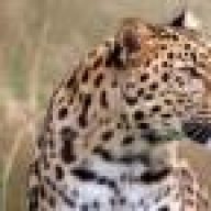 Leopardo