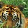 Tora
