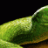 MambaVerde