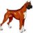 Boxer-aholic